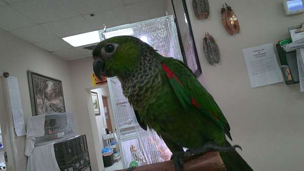 black-capped-conure-for-sale-in-norcross-ga