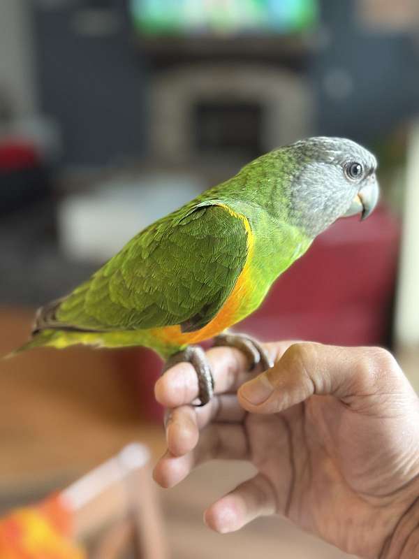 parrot-for-sale