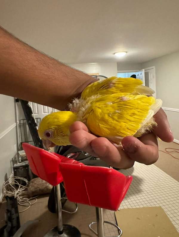 quaker-parrots-for-sale