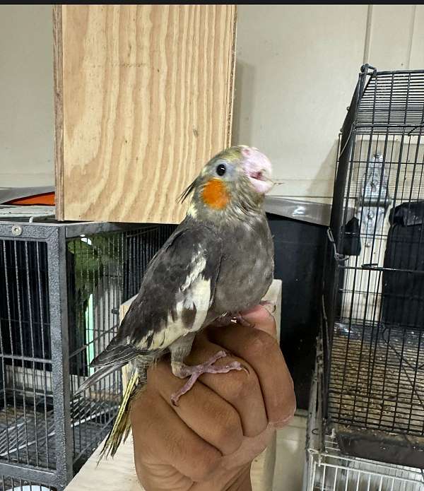 cockatiel-for-sale