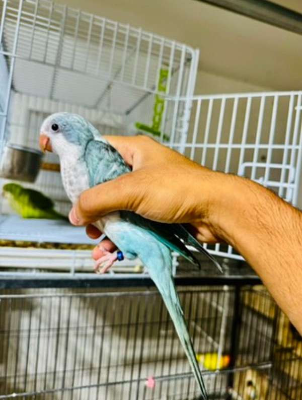 quaker-parrots-for-sale