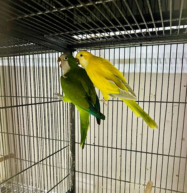 quaker-parrots-for-sale