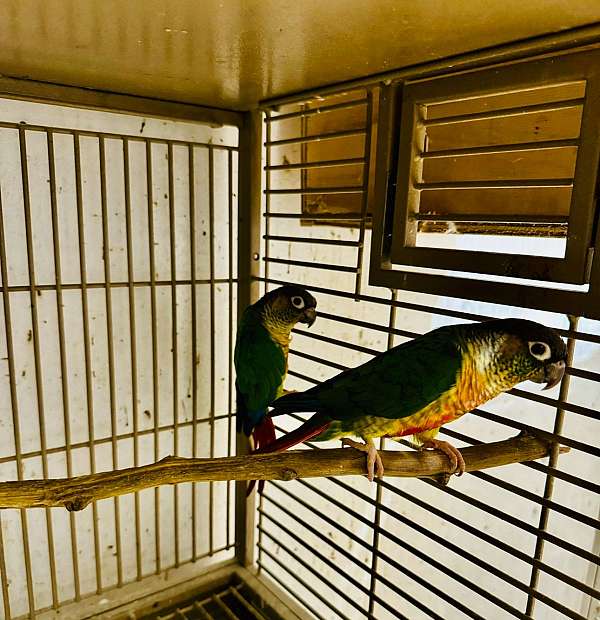 green-cheek-conure-for-sale