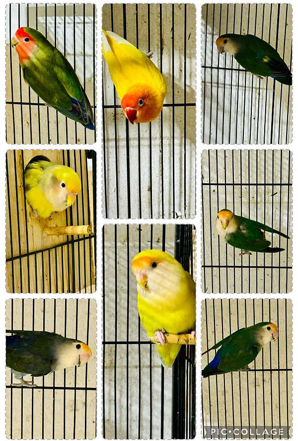 peach-faced-lovebird-for-sale