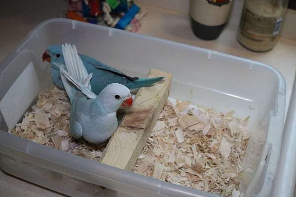 ringneck-parakeet-for-sale