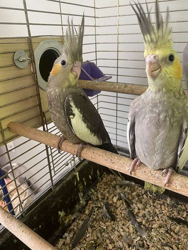 cockatiel-for-sale