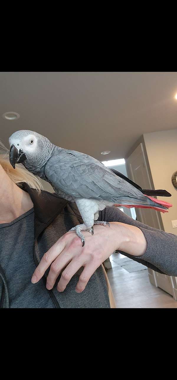 african-grey-parrot-for-sale-in-auburn-wa