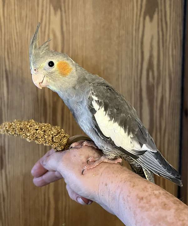 bird-parrot-for-sale-in-new-cumberland-wv