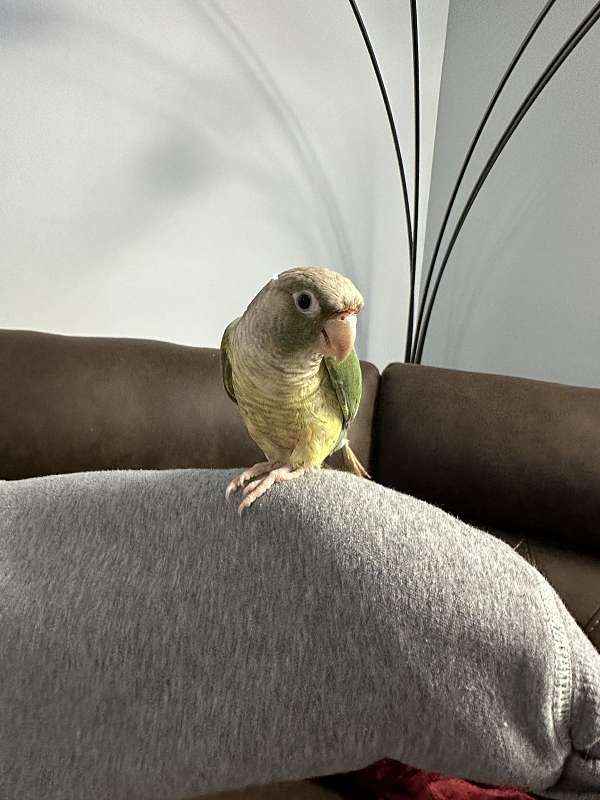 congo-african-grey-parrot-for-sale-in-elkridge-md