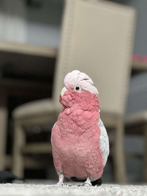 congo-african-grey-parrot-for-sale-in-elkridge-md