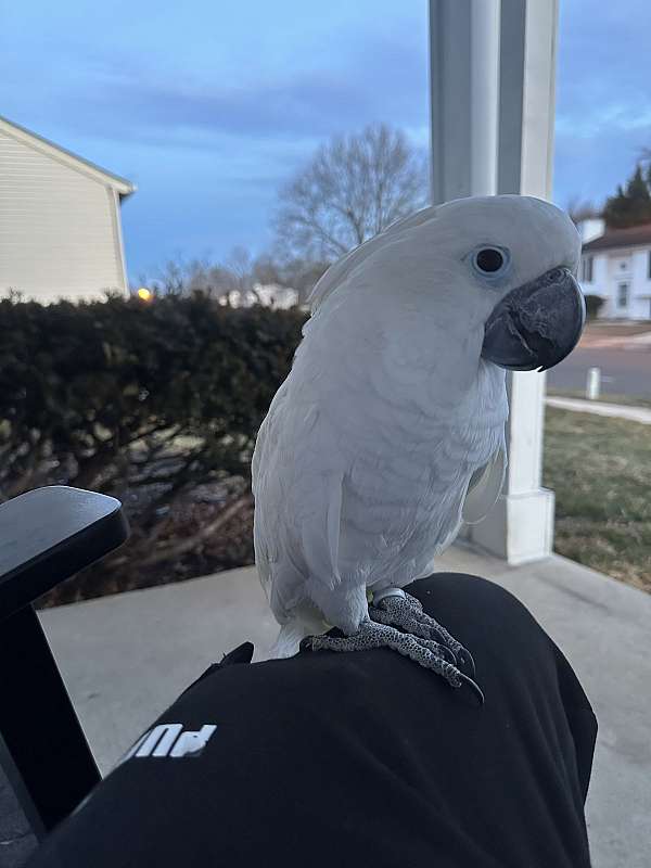 congo-african-grey-parrot-for-sale-in-elkridge-md