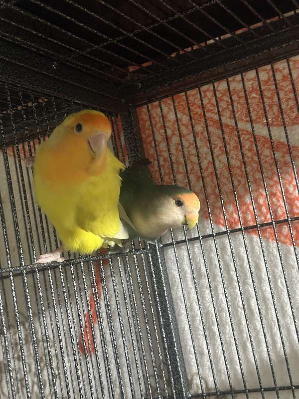 congo-african-grey-parrot-for-sale-in-elkridge-md