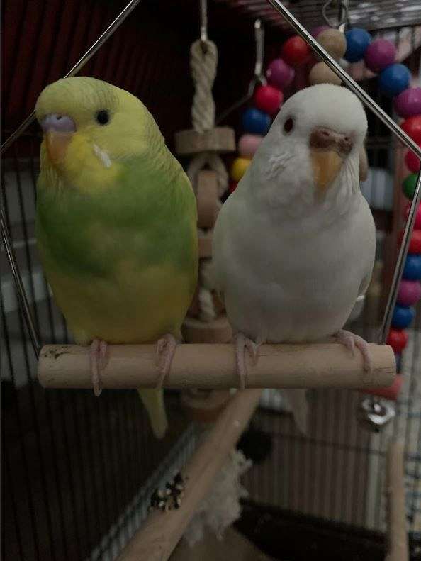 parakeet-for-sale-in-wyncote-pa