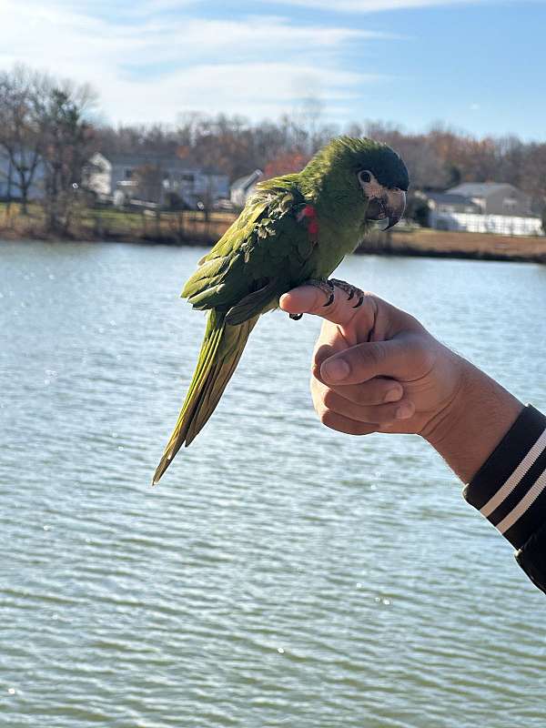 grey-red-bird-for-sale-in-elkridge-md