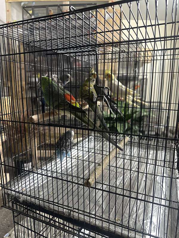 grey-red-bird-for-sale-in-elkridge-md