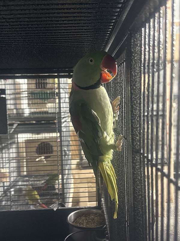 grey-red-bird-for-sale-in-elkridge-md