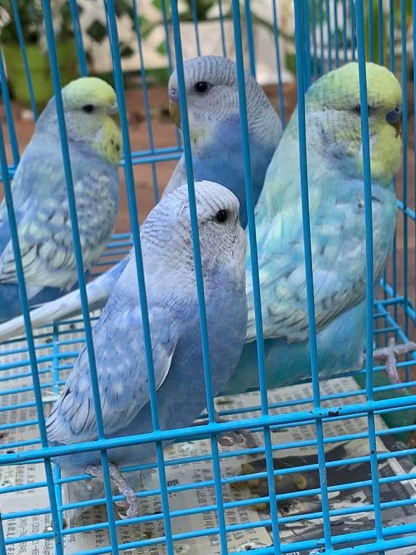 parakeet-for-sale