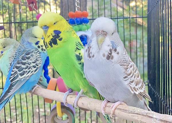 English Budgie Pair