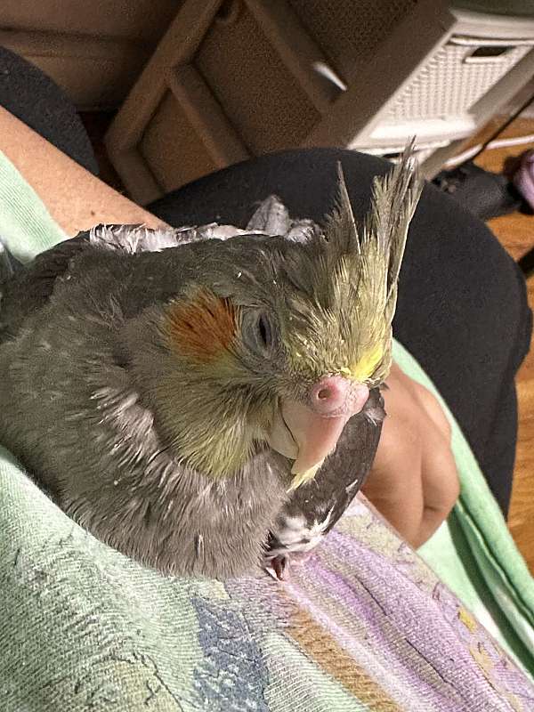 cockatiel-for-sale