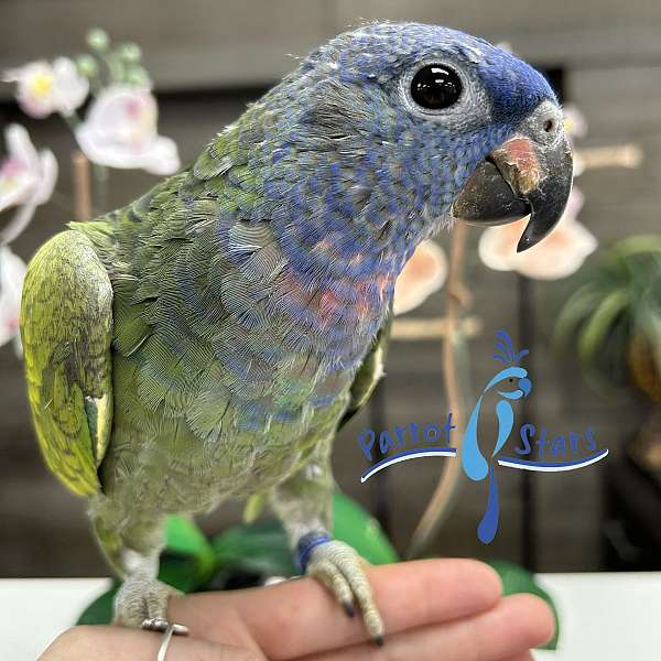 house-trained-blue-headed-pionus-parrots-for-sale