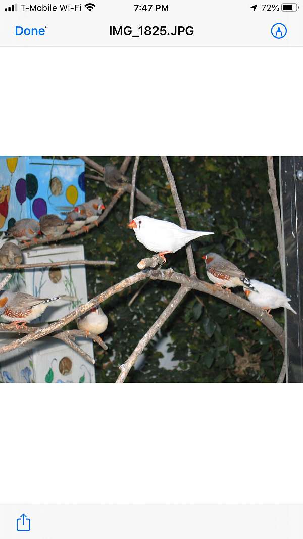 zebra-finch-for-sale