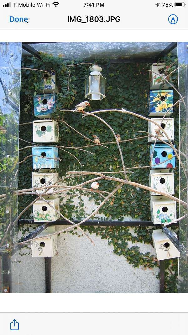 zebra-finch-for-sale-in-simi-valley-ca