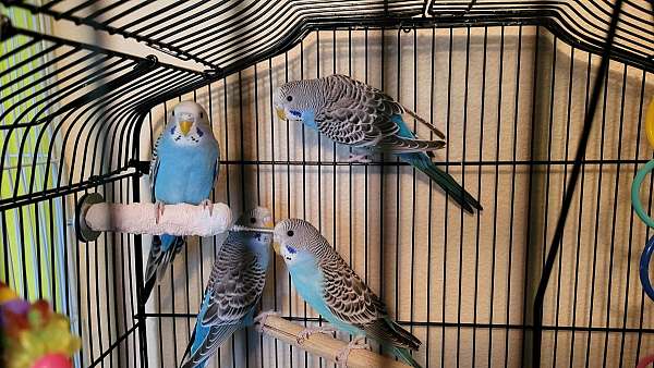 parakeet-for-sale-in-mayer-az