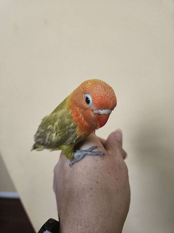 lovebird-for-sale