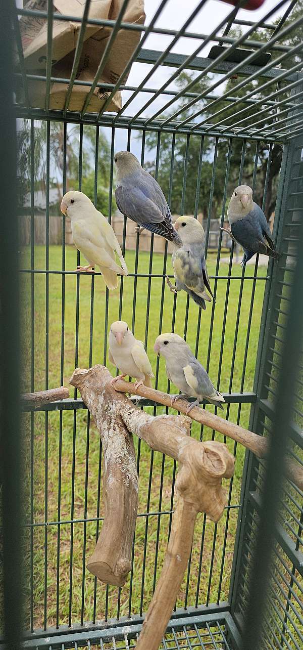 peach-faced-lovebird-for-sale