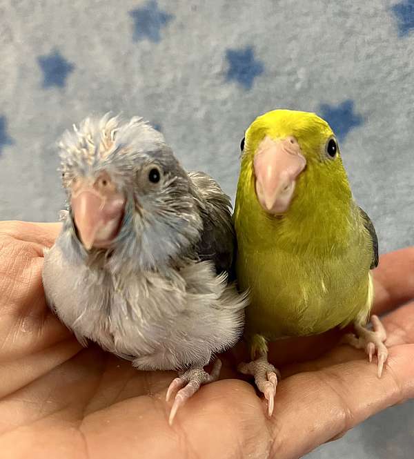 parrotlet-for-sale