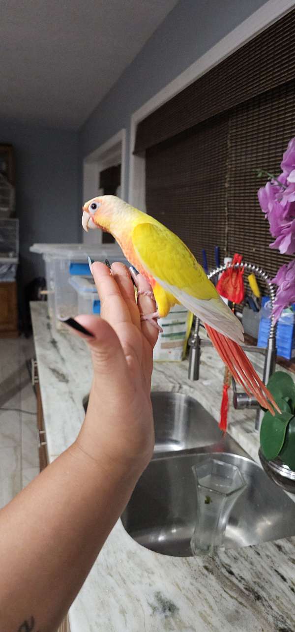 green-cheek-conure-for-sale