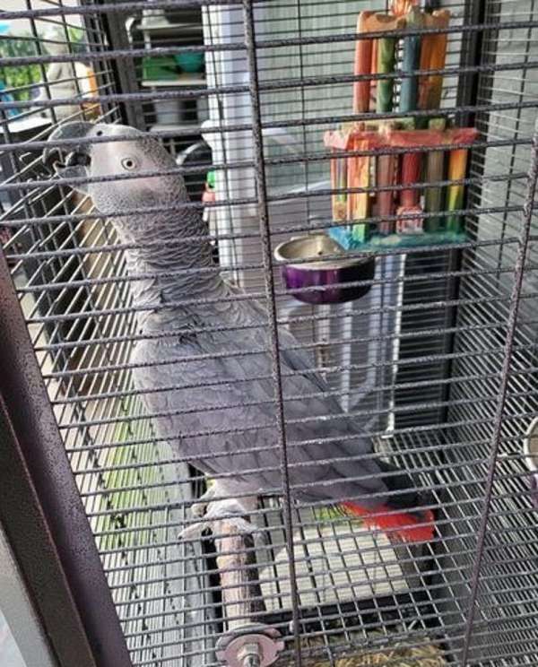 grey-bird-for-sale-in-montral-qc