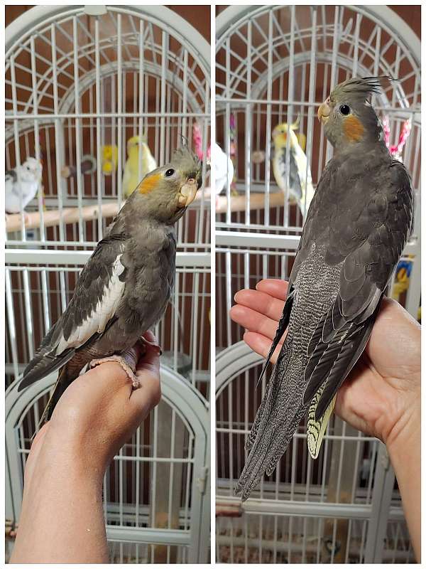 cinnamon-grey-bird-for-sale-in-martinsville-va