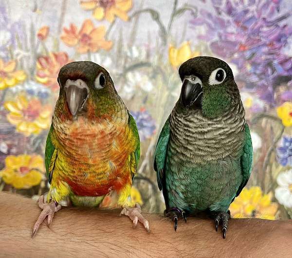 conure-for-sale