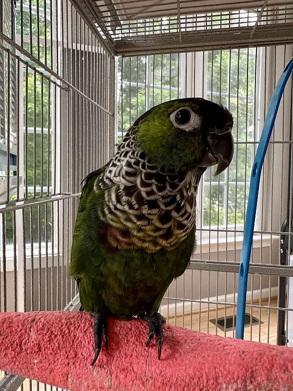 black-capped-conure-for-sale