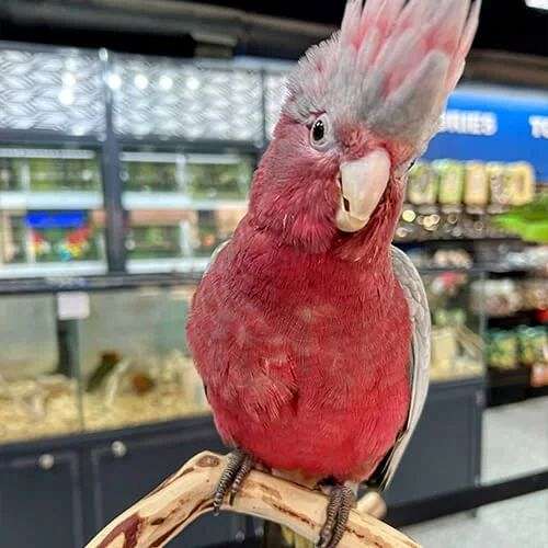 pink-rose-cockatoo-parrot-for-sale