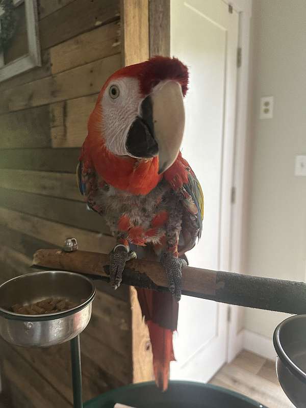 macaw-for-sale