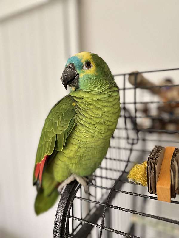 medium-bird-parrot-rescue