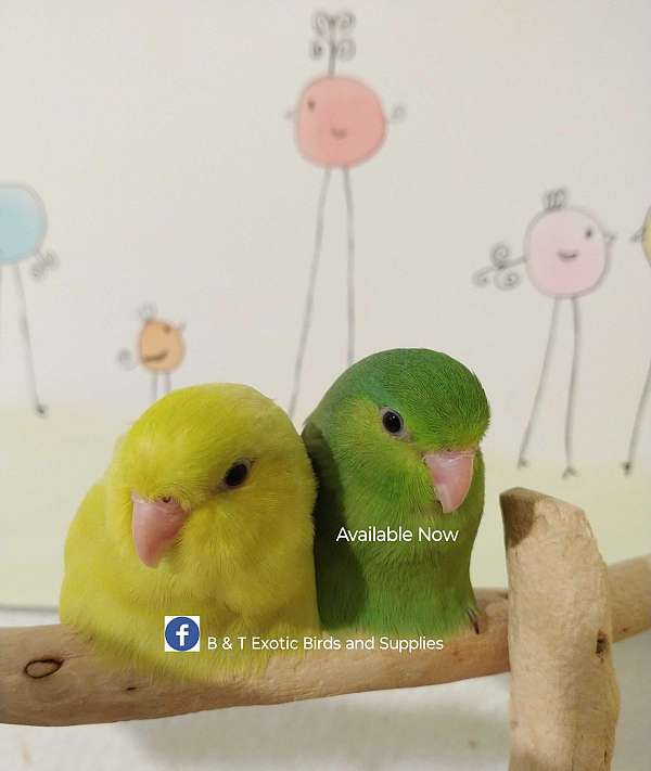 small-parrotlet-pacific-parrotlet-for-sale