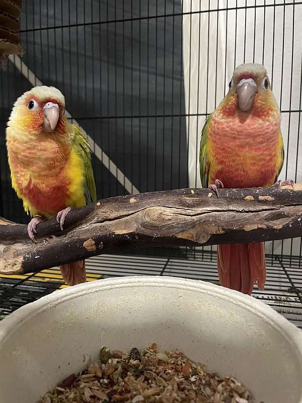 green-cheek-conure-for-sale