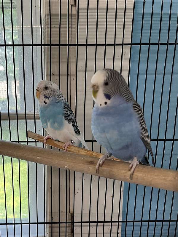 budgerigar-parakeet-for-sale-in-rutland-vt