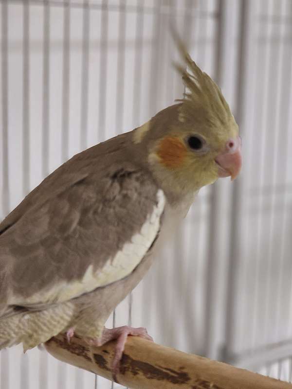 cockatiel-for-sale