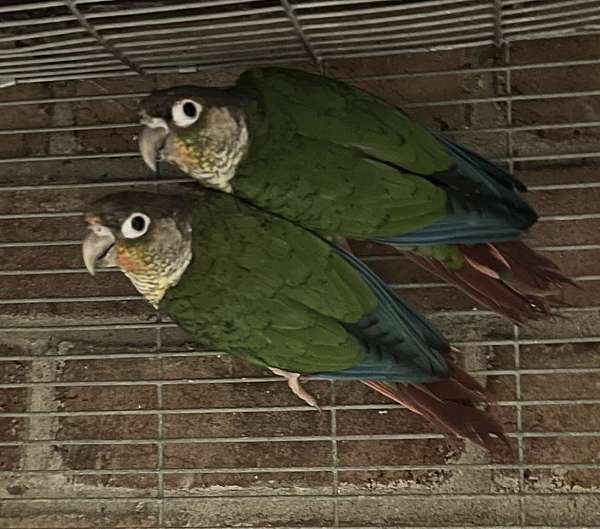 green-cheek-conure-for-sale