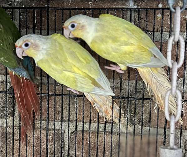 green-cheek-conure-for-sale-in-brooklyn-ny