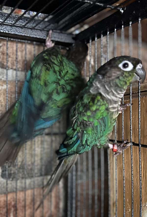 young-green-cheek-conure-for-sale