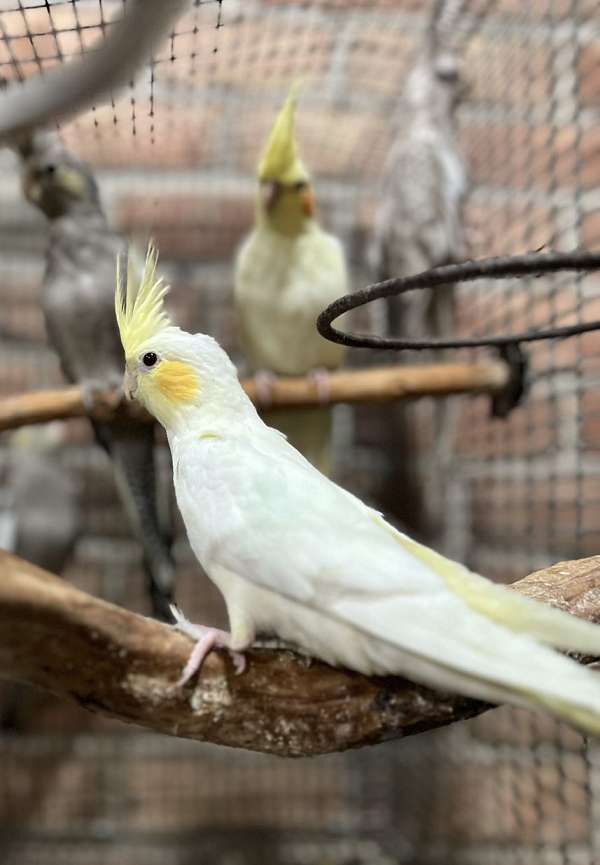 cockatiel-for-sale