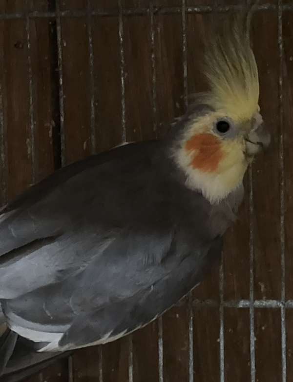 cockatiel-for-sale-in-brooklyn-ny