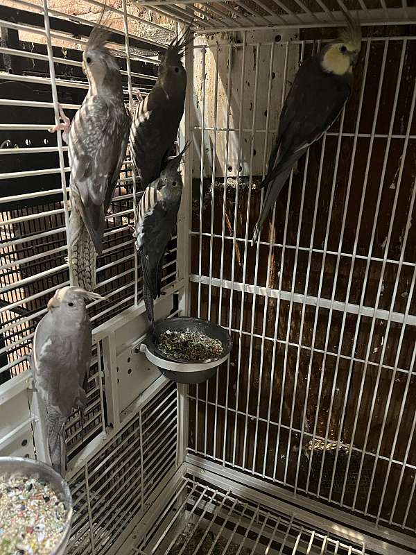 cockatiel-for-sale-in-brooklyn-ny