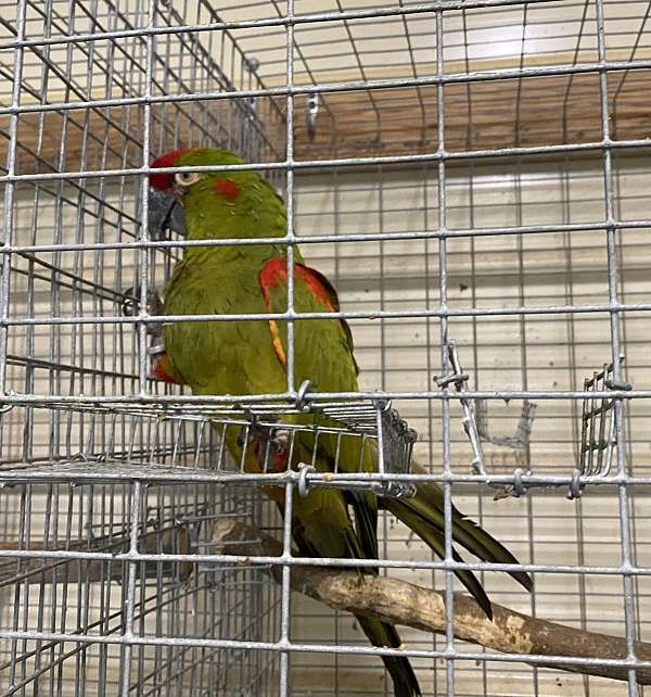 red-front-macaw-for-sale-in-claremore-ok