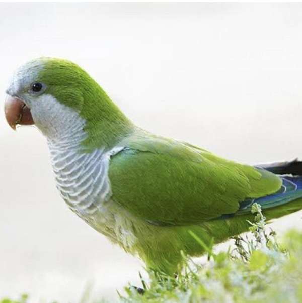 quaker-parrots-for-sale